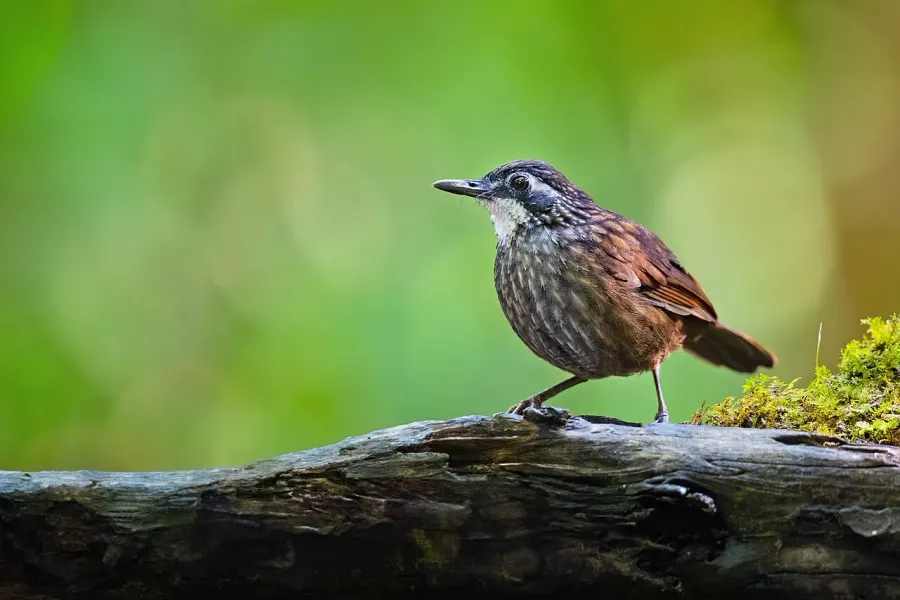 The Large wren-babbler card