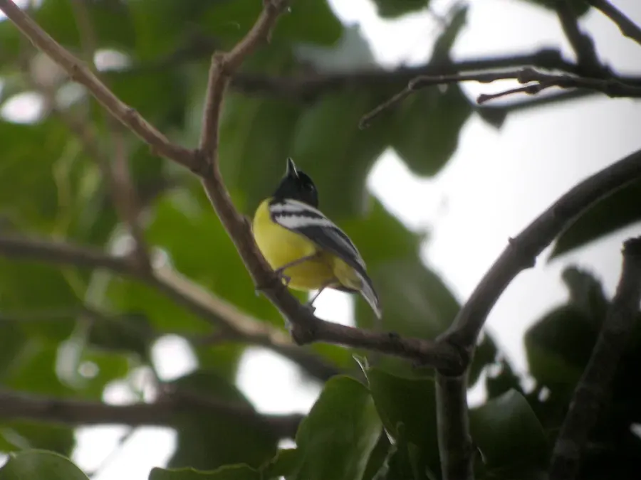 The Palawan tit card