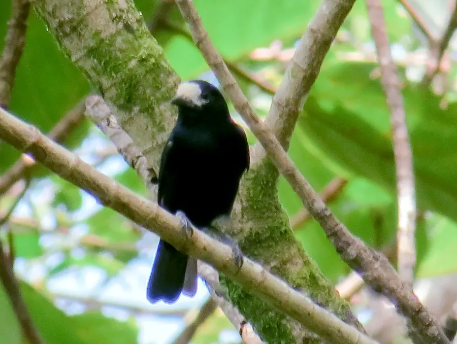 The White-fronted tit card