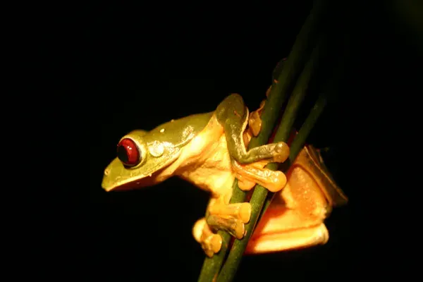La carte Agalychnis saltator
