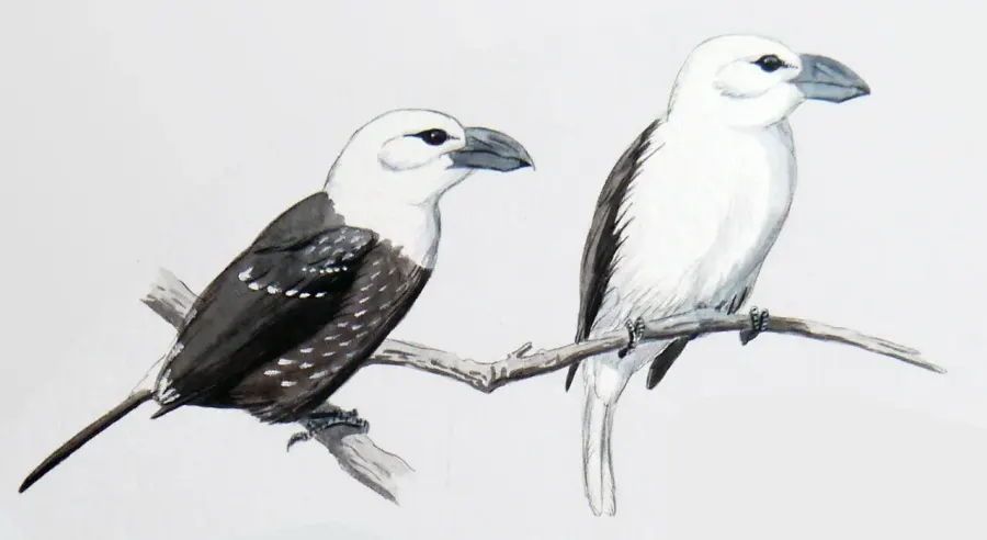 The White-headed barbet card