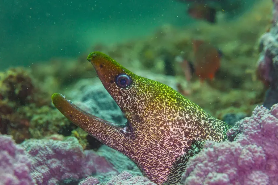 The Undulated moray card