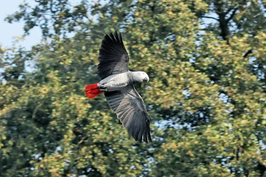 The Grey parrot card