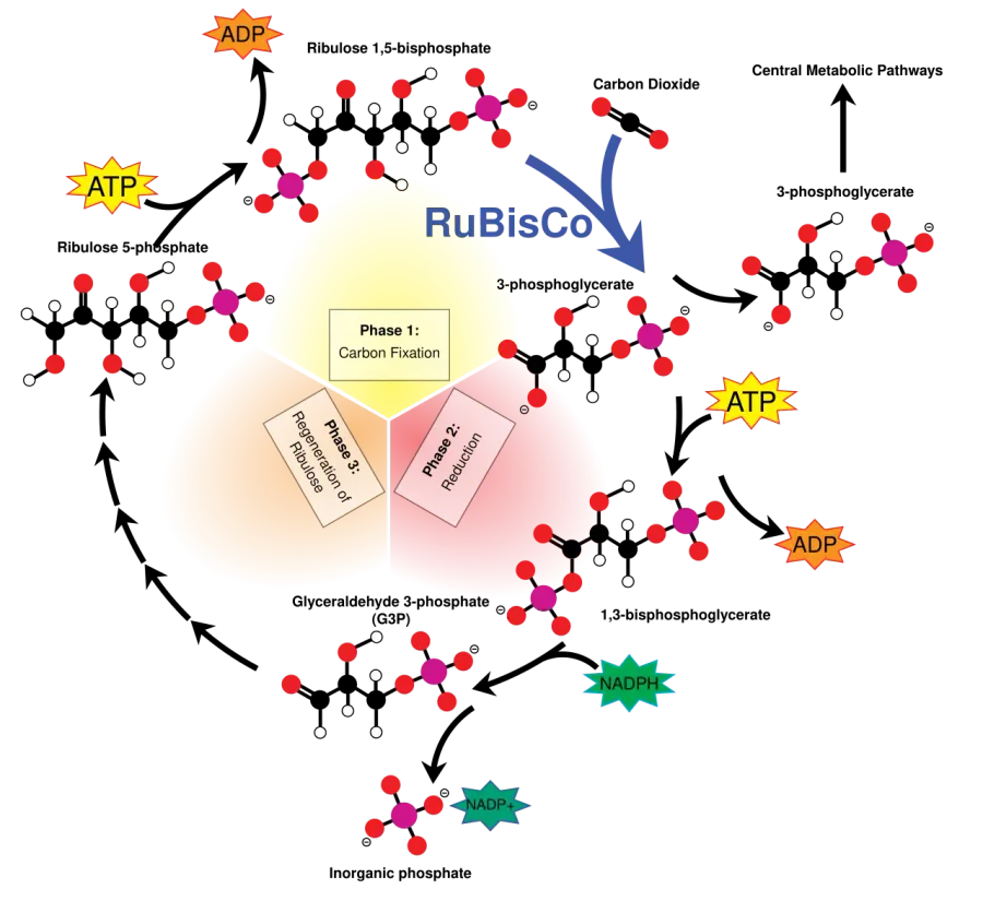 The Calvin cycle card