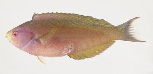 The Pseudocoris card