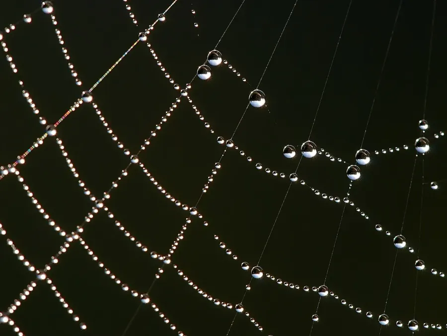 The Madame Web card