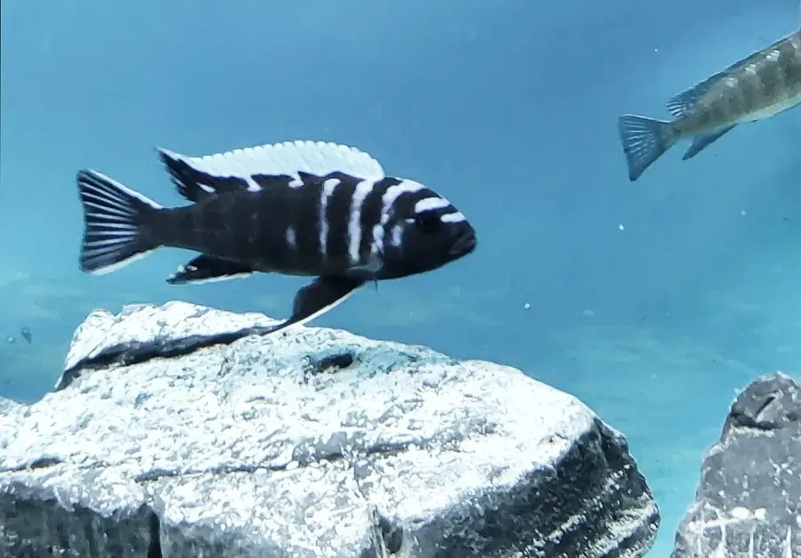 La carte Microchromis zebroides