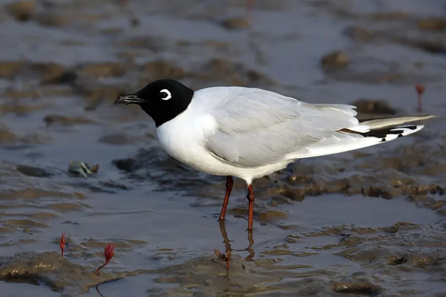 La carte Mouette de Saunders