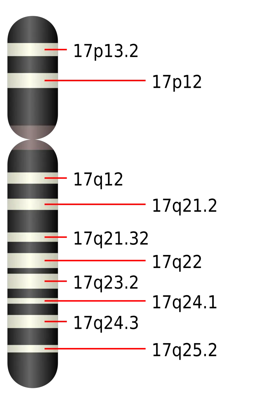 The Chromosome 17 card