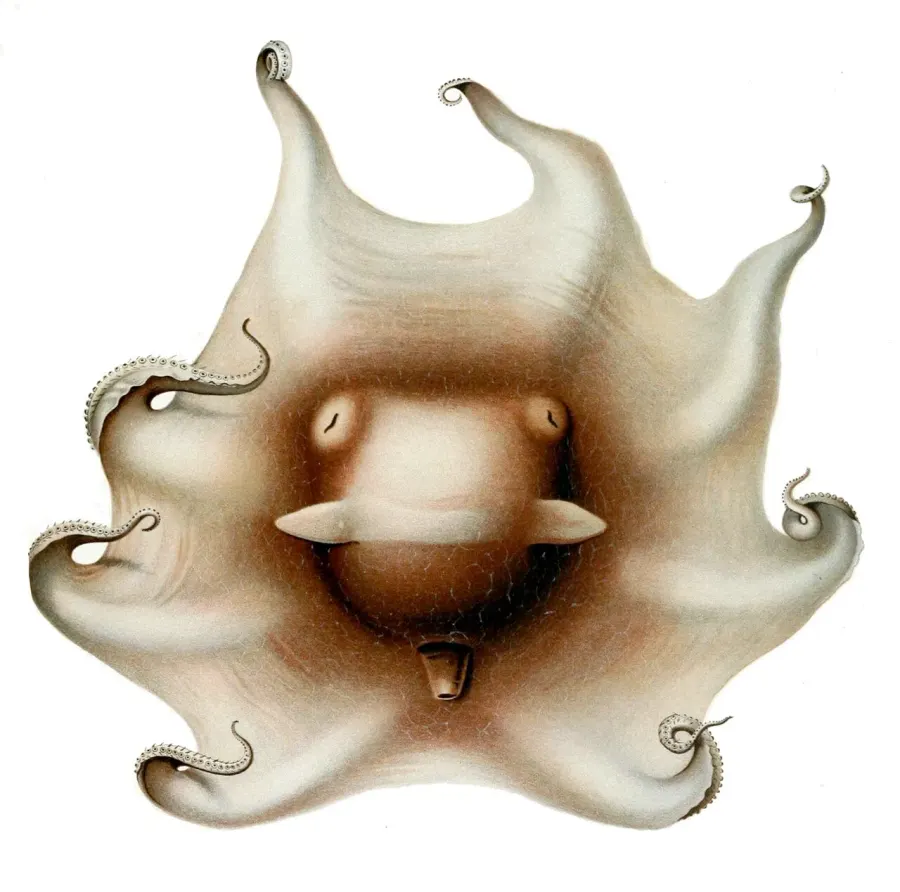 La carte Opisthoteuthidae