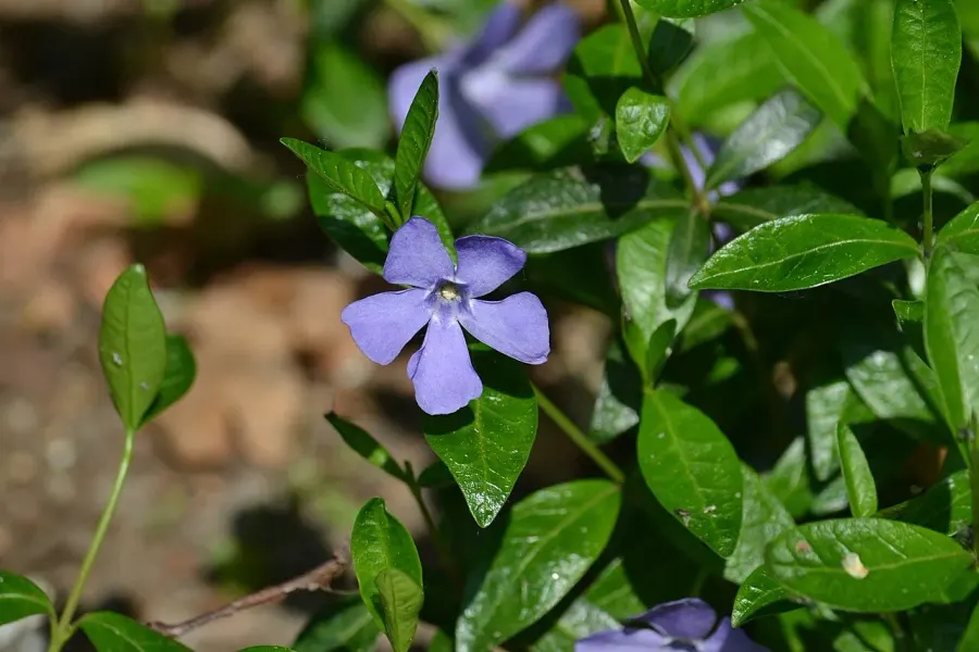 The Vinca card