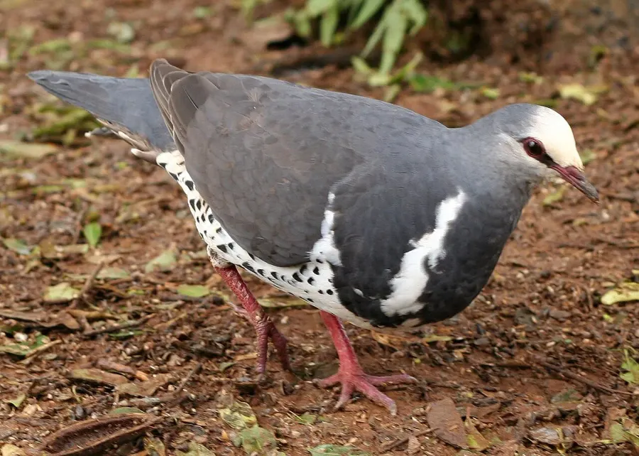 The Wonga pigeon card