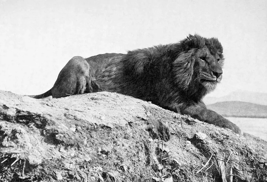 La carte Lion de l'Atlas