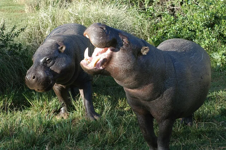 The Pygmy hippopotamus card