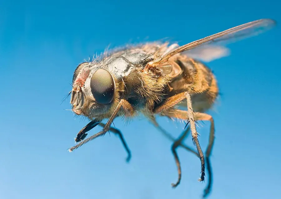 La carte Calliphora