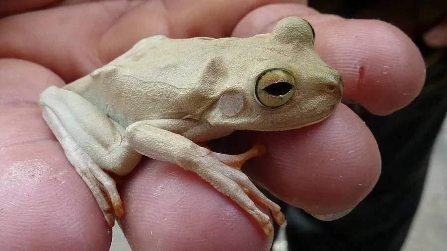 La carte Hypsiboas crepitans