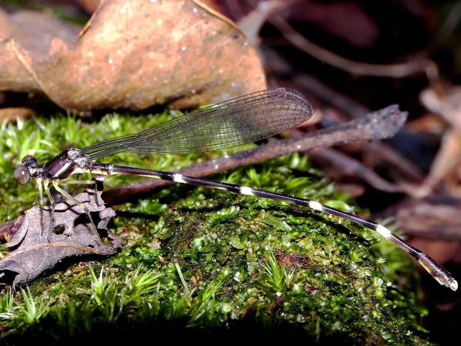 La carte Platystictidae