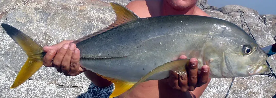 The Blacktip trevally card