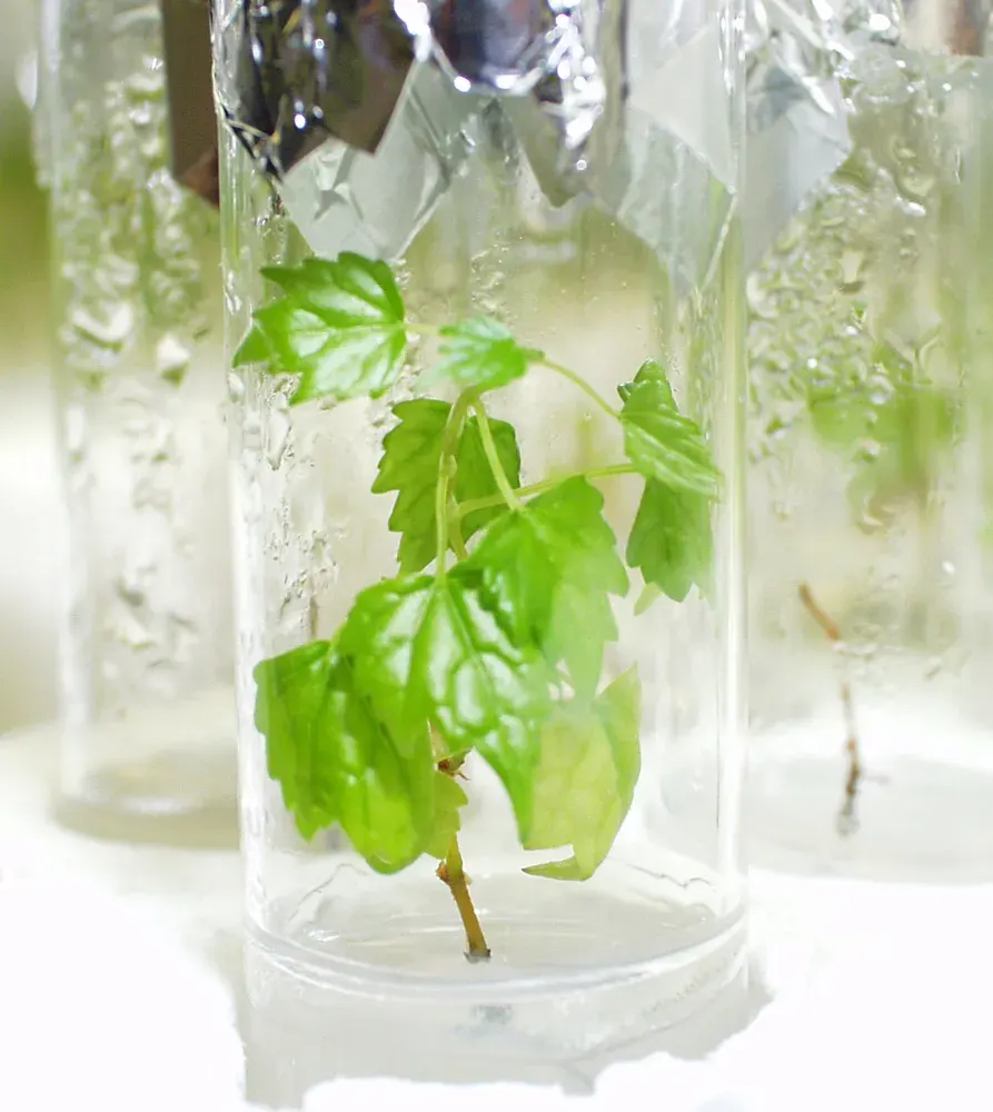 La carte In vitro
