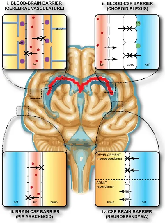 The Blood–brain barrier card
