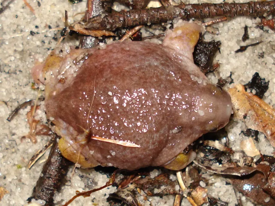 The Myobatrachus gouldi card