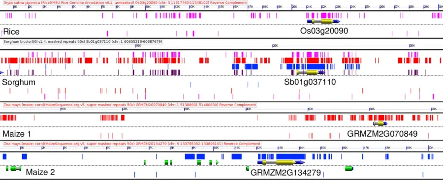 The Genomics card