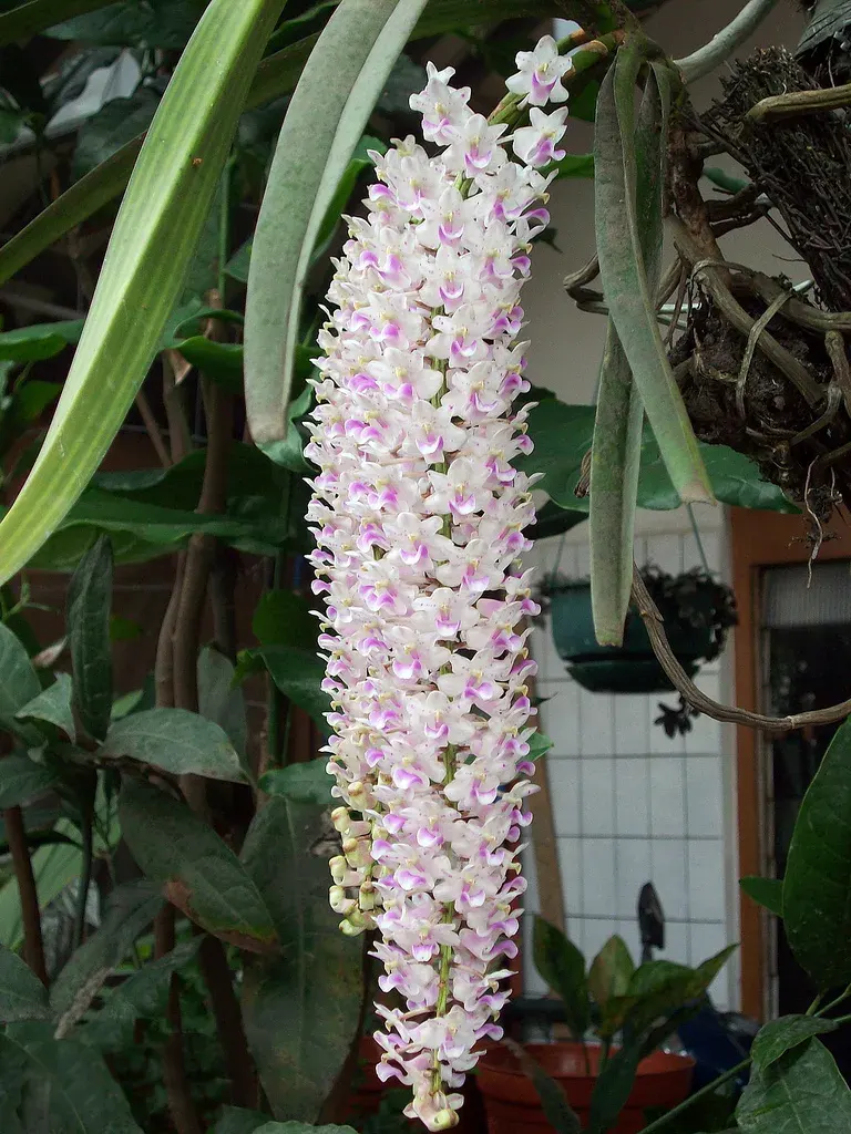 La carte Rhynchostylis retusa