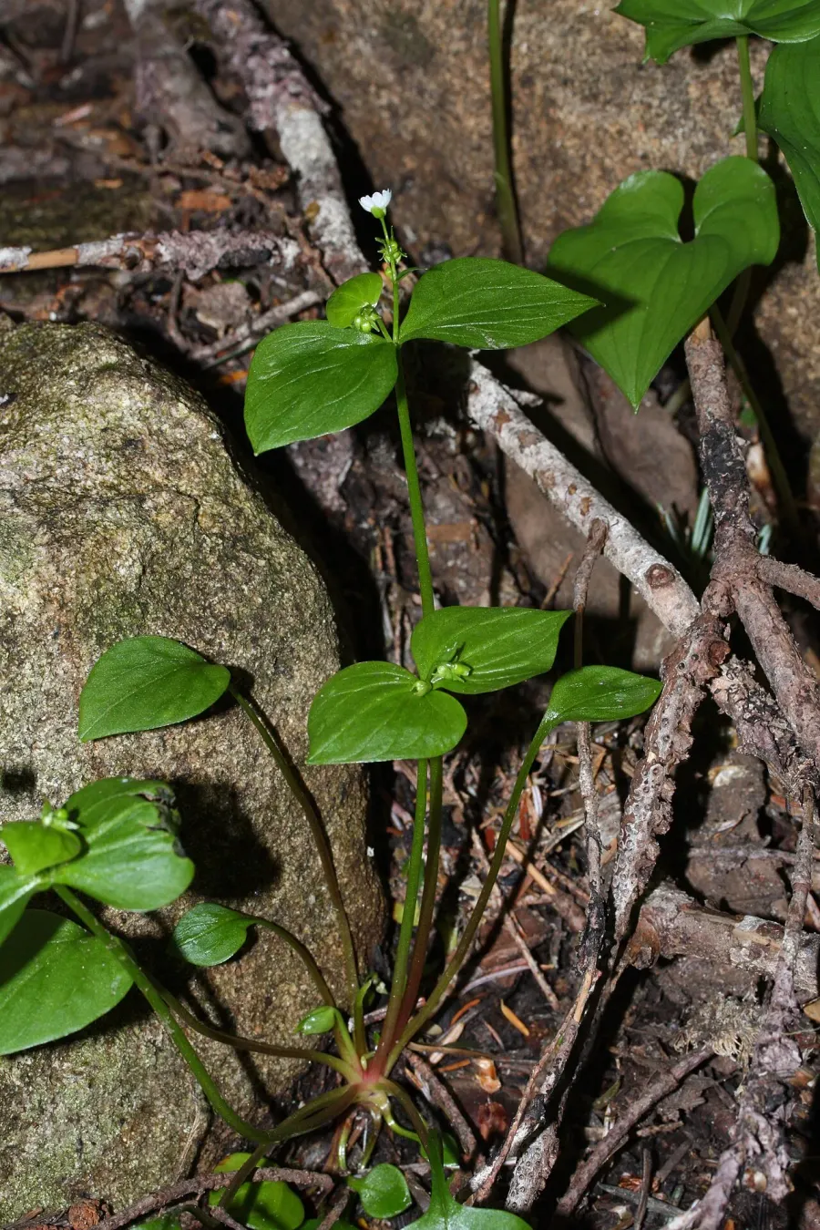 La carte Claytonia sibirica