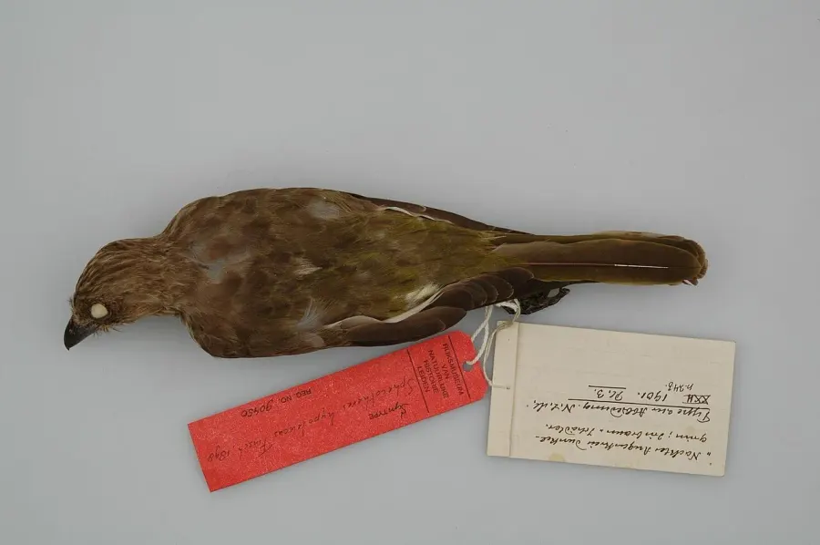 The Wetar figbird card