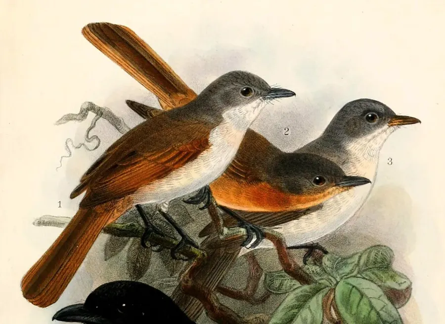The Steel-blue flycatcher card
