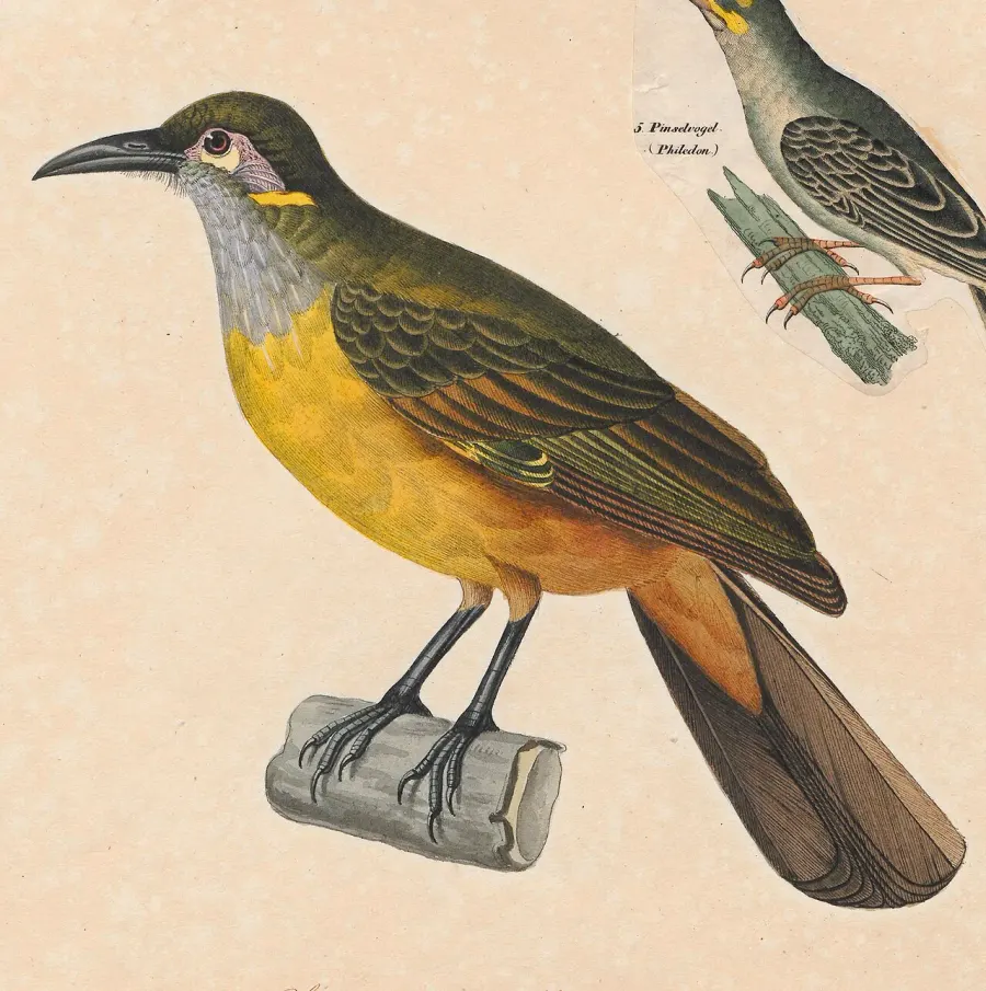 The Tawny-breasted honeyeater card