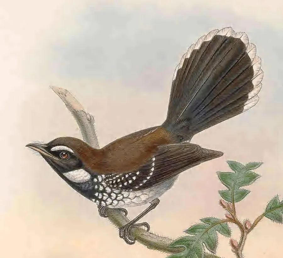 La carte Rhipidure à poitrine blanche
