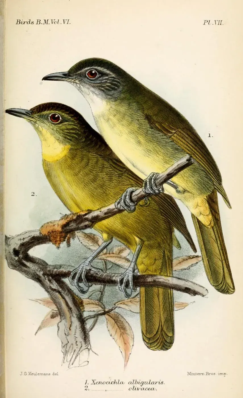 La carte Bulbul à barbe jaune