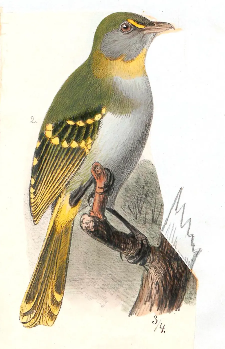 The Yellow-throated nicator card