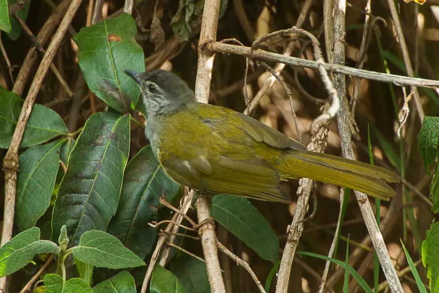 La carte Bulbul à tête sombre