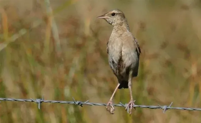 The Brown songlark card