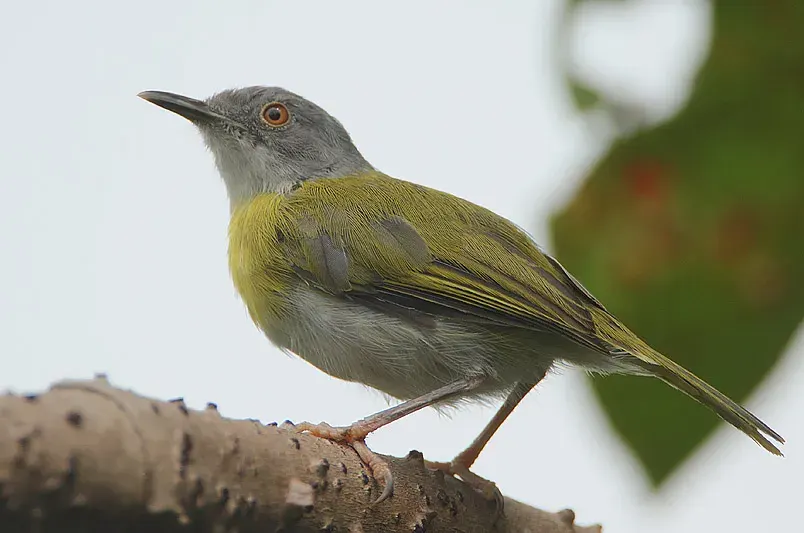 The Yellow-breasted apalis card