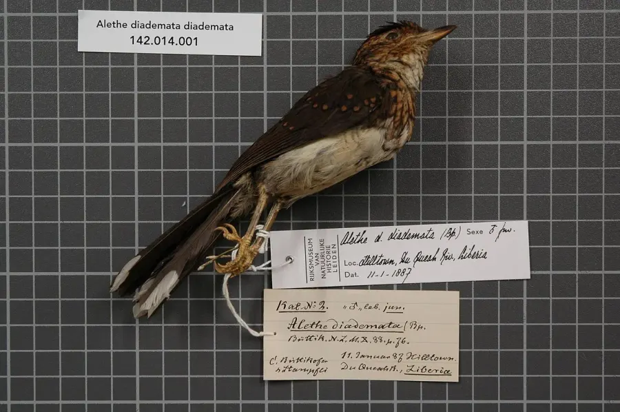 La carte Alèthe à huppe rousse