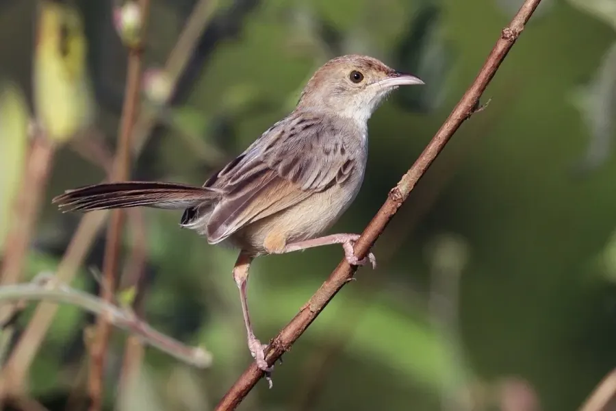 The Rattling cisticola card