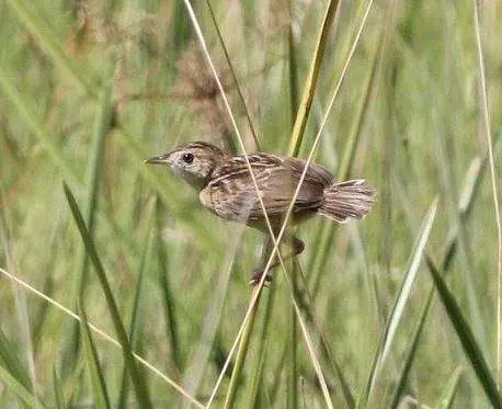 The Dambo cisticola card
