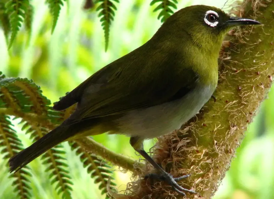 The Sri Lanka white-eye card