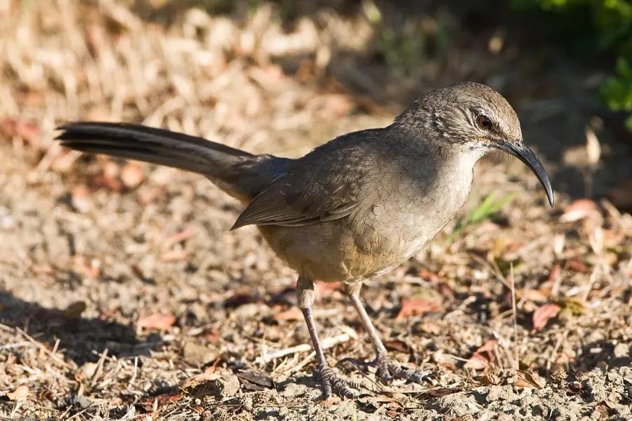 The California thrasher card