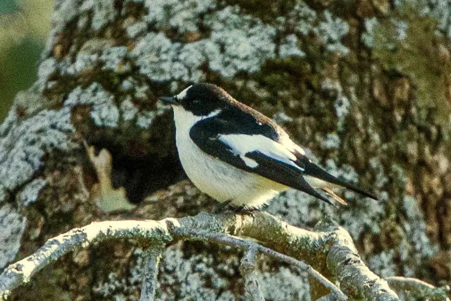 The Atlas pied flycatcher card