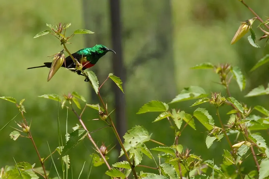 The Beautiful sunbird card