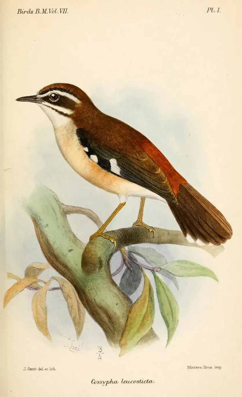 The Forest scrub robin card