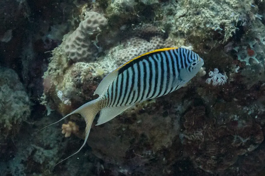 The Genicanthus caudovittatus card
