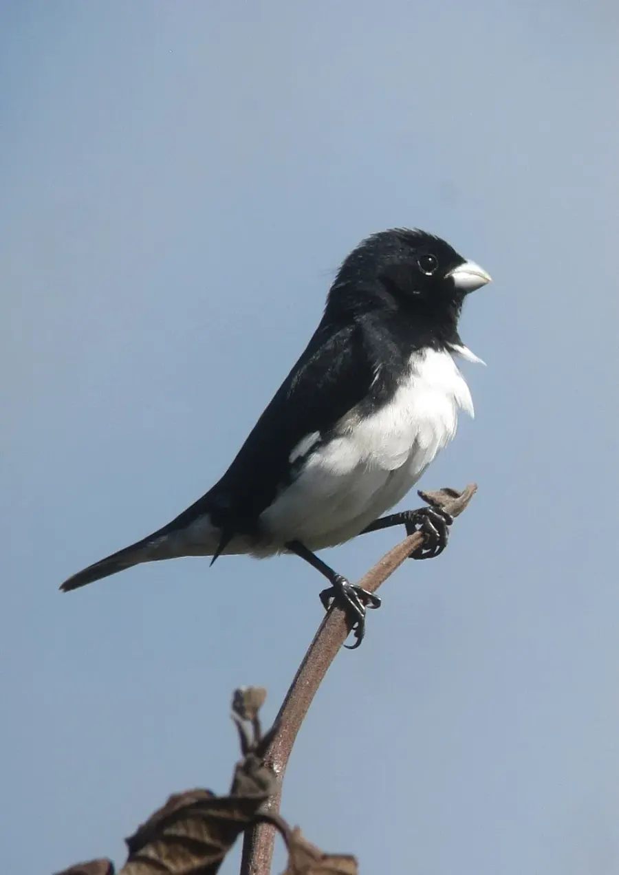 The Black-and-white seedeater card