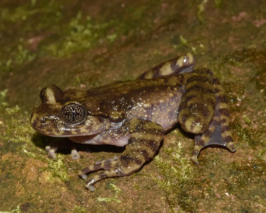 The Natal ghost frog card