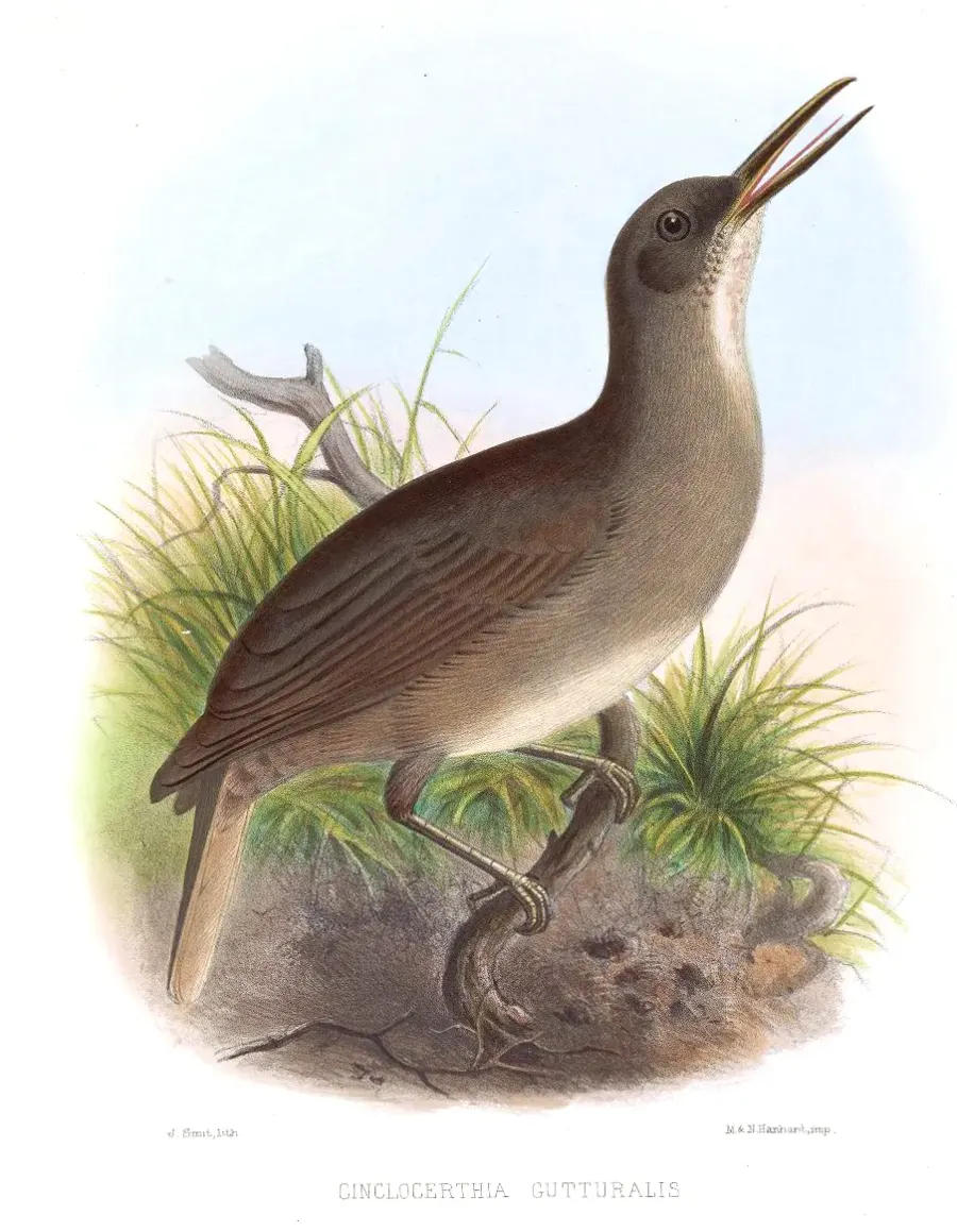 The Grey trembler card