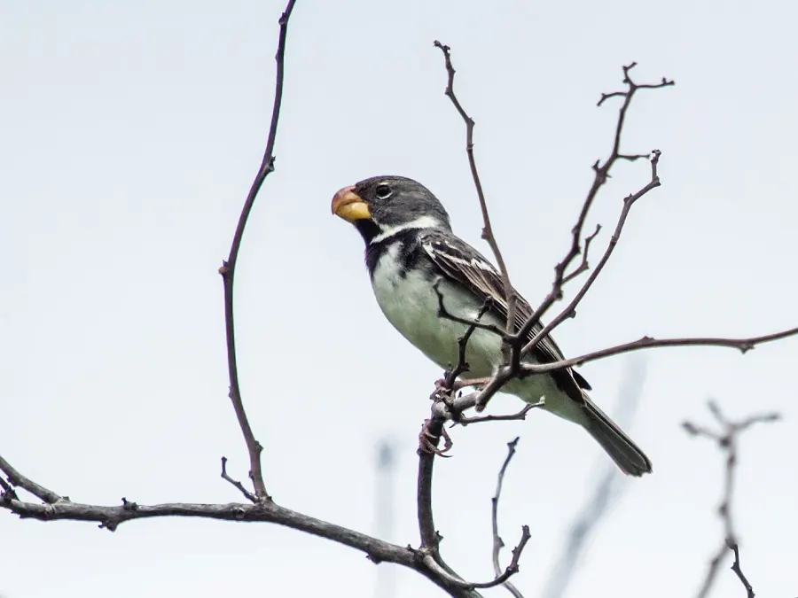The Parrot-billed seedeater card